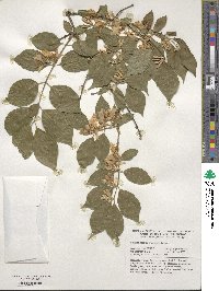 Lonicera maackii image