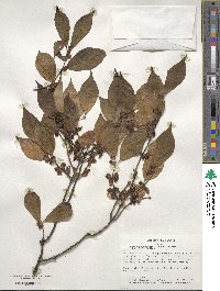 Lonicera maackii image