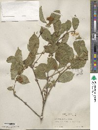 Lonicera maackii image