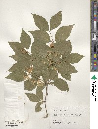 Lonicera maackii image