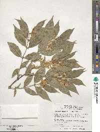 Lonicera maackii image