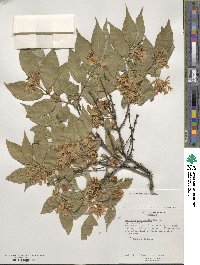 Lonicera maackii image