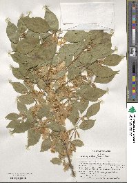 Lonicera maackii image