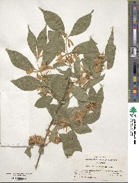 Lonicera maackii image