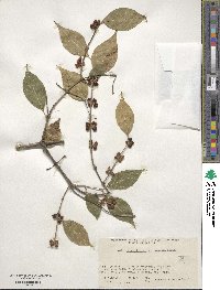 Lonicera maackii image