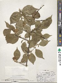 Lonicera maackii image