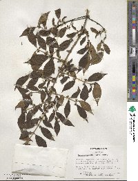 Lonicera maackii image