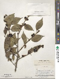 Lonicera maackii image