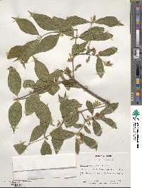 Lonicera maackii image