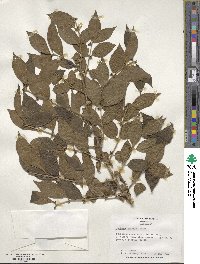 Lonicera maackii image