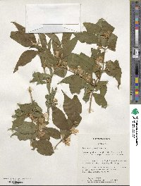 Lonicera maackii image