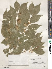 Lonicera maackii image