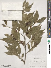 Lonicera maackii image