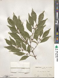 Lonicera maackii image