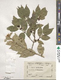 Lonicera maackii image