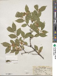 Lonicera maackii image