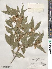 Lonicera maackii image