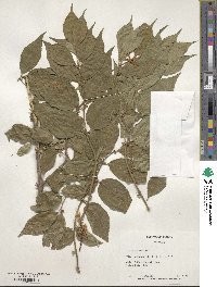 Lonicera maackii image