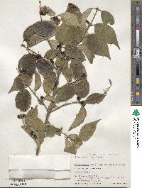 Lonicera maackii image