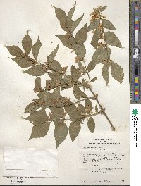 Lonicera maackii image