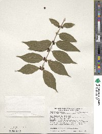 Lonicera maackii image