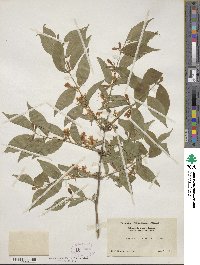 Lonicera maackii image