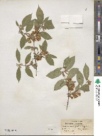 Lonicera maackii image