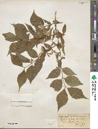 Lonicera maackii image