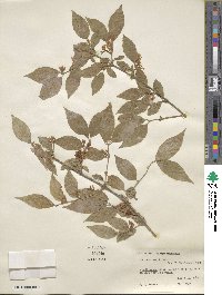 Lonicera maackii image