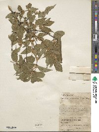 Lonicera maackii image