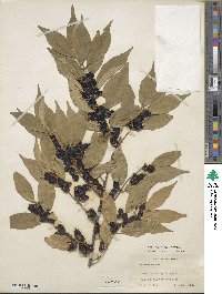 Lonicera maackii image