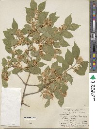 Lonicera maackii image