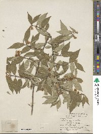 Lonicera maackii image