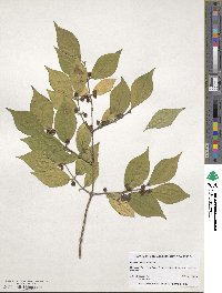 Lonicera maackii image