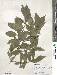 Lonicera maackii image