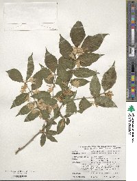 Lonicera maackii image