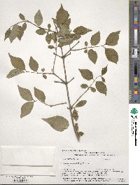 Lonicera maackii image