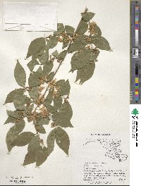 Lonicera maackii image