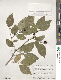 Lonicera maackii image