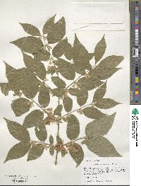 Lonicera maackii image