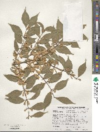 Lonicera maackii image