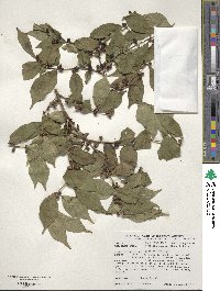 Lonicera maackii image