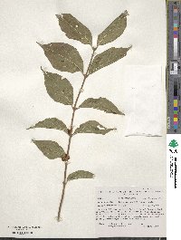 Lonicera maackii image