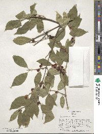 Lonicera maackii image