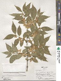 Lonicera maackii image