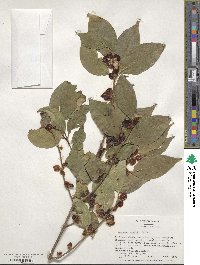 Lonicera maackii image