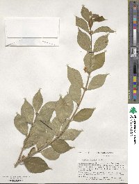 Lonicera maackii image