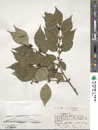 Lonicera maackii image