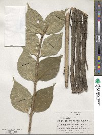 Lonicera maackii image