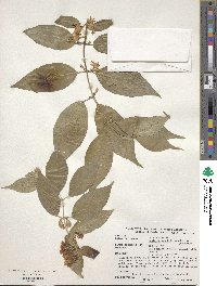 Lonicera maackii image